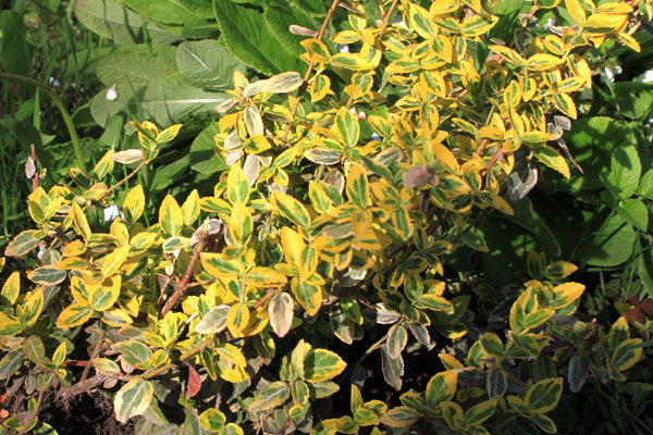 Бересклет зеленый с желтым, кустарник декоративный, зелен-желтые листья, кустарник для дачи