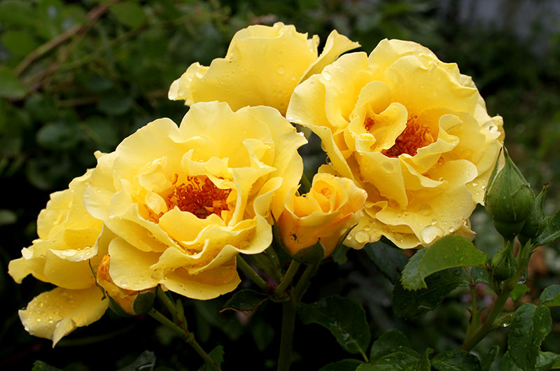 Роза плетистая желтая, Голден Гейт, Golden Gate, саженцы роз