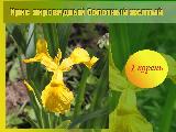 Ирис  аировидный (болотный) желтый