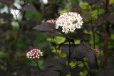 Пузыреплодник коричневый, Physocarpus Diabolo, декоративные кустарники для дачи, для сада