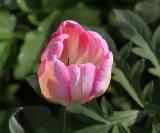 Тюльпан розовый, луковичные, весенние цветы