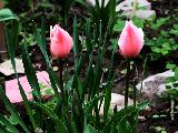 тюльпан альберт хейнц,  розовый тюльпан