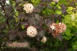 Пузыреплодник коричневый, Physocarpus Diabolo, декоративные кустарники для дачи, для сада