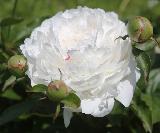 Пион белый  Фестива Максима (Paeonia lactiflora Festiva Maxima), деленки пиона, купить многолетники