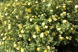 Лапчатка желтая кустарниковая «Гольдфингер», интернет магазин растений, корни растений для сада