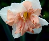 Нарцисс разрезнокорончатый, сплит-корона, орхидный,  Apricot whirl, Эприкот Вирл