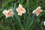 Нарцисс разрезнокорончатый, сплит-корона, орхидный,  Apricot whirl, Эприкот Вирл