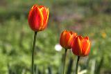 Тюльпан оранжевый, красный с желтым краем, луковичные, весенние цветы