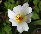 Тюльпан белый, луковичные, весенние цветы