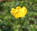 Тюльпан желтый, луковичные, весенние цветы