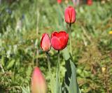 Тюльпан красный, луковичные, весенние цветы