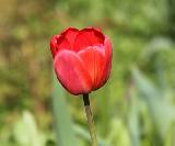 Тюльпан красный, луковичные, весенние цветы
