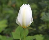Тюльпан белый, луковичные, весенние цветы