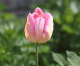 Тюльпан розовый, луковичные, весенние цветы