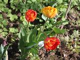 Double Beauty of Apeldoorn, тюльпан оранжево-желтый махровый