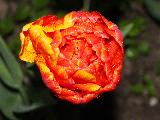 Double Beauty of Apeldoorn, тюльпан оранжево-желтый махровый
