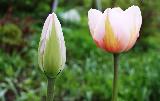 Тюльпан Салмон Импрешн, розовый тюльпан, крупный тюльпан. купить сортовые тюльпаны