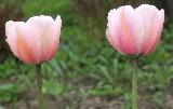 Тюльпан Салмон Импрешн, розовый тюльпан, крупный тюльпан. купить сортовые тюльпаны