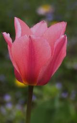 тюльпан альберт хейн,  розовый тюльпан