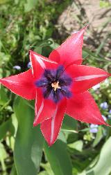 Тюльпан Йонина, (Yonina), тюльпан лилиевидный, тюльпан красный с синей серединой