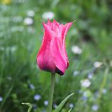 Тюльпан Йонина, (Yonina), тюльпан лилиевидный, тюльпан красный с синей серединой