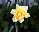 нарцисс махровый желтый, луковичные, весенние цветы