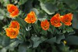 Тюльпан оранжевый, красный с желтым краем, луковичные, весенние цветы
