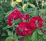 Роза Flammentanz., саженцы роз, плетистые розы