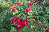 Роза Flammentanz., саженцы роз, плетистые розы