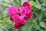 Роза Эксцельза (Excelsa), плетистая роза, саженцы роз