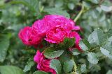 Роза Эксцельза (Excelsa), плетистая роза, саженцы роз