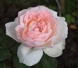 роза Шарифа Асма, саженцы роз, черенки роз